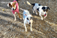 Enola - wünscht sich ein liebevolles Zuhause