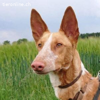 Xenon – freundlich und bereit für einen behutsamen Neuanfang