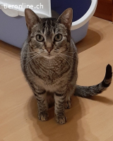 Entzückende Geschwister - 3 Jahre - indoor