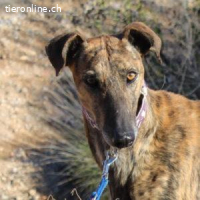 Esteban – sensibel, elegant und bereit für einen Neuanfang