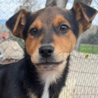 Esteso – ein süßer Welpenbub sucht sein Für‑immer‑Zuhause