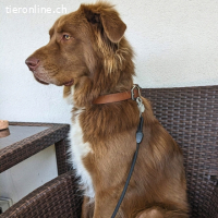 Eurialo - Wenn du alles verlierst....