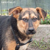 Eva  –Schüchterner Frechdachs,der Ihr Leben auf Trapp bringt