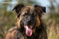 Everest (ca. 2 Jahre) sucht Dich