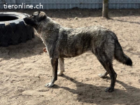 Evolet, wundervolle, stattliche Hündin