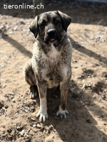 Evolet, wundervolle, stattliche Hündin