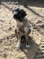 Evolet, wundervolle, stattliche Hündin