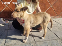 Falabella – kleines Wunder mit großem Entdeckerherz