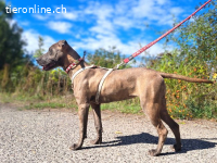 FARAH, neugieriges Mischlingsmädchen, ca. 1J..,52cm,16,8kg