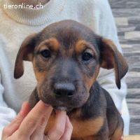 Farah – süß, verspielt und bereit für ihr Für‑immer‑Zuhause