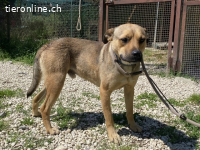 Faudor - Bist du die letzte Station meiner Odyssee?