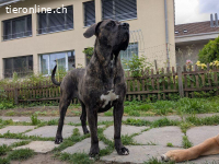 Fay - sucht Rassekenner