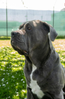 Fay - sucht Rassekenner