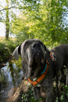 Fay - sucht Rassekenner