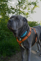 Fay - sucht Rassekenner