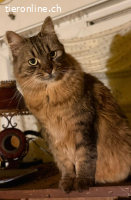 FELICIA - EINE SANFTE LIEBE SEELE