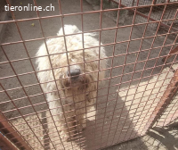 Feliksz, wundervoller Hundemann