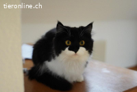 Fenja und Levon – sanft und verspielt vereint