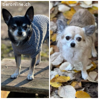 Fibi und Max - ein Herz und eine Seele