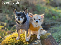 Fibi und Max - ein Herz und eine Seele