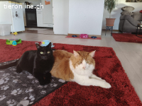 Fibsi und Charly – doppeltes Herz, neues Glück