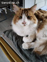 Fibsi und Charly – doppeltes Herz, neues Glück