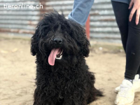 Figaro-2, aufgeschlossener Vierbeiner