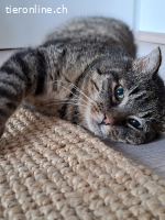 Findus (FIV positiv) sucht Menschen mit grossem Herz