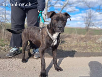 FINDUS, lustiger Mixbub, ca. 10 Mo, 46cm, 16,5kg*reserviert*