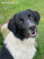 Finn sucht ein neues Zuhause, da sein Frauchen erkrankt ist