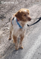 Flas, m./kastr., Alter: 02/2022, Größe: 47 cm