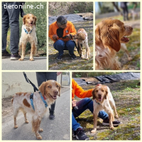 Flas, m./kastr., Alter: 02/2022, Größe: 47 cm