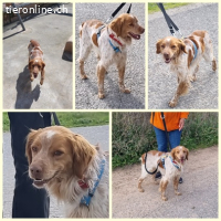 Flas, m./kastr., Alter: 02/2022, Größe: 47 cm