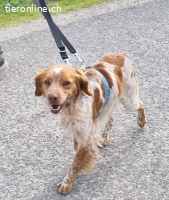 Flas, m./kastr., Alter: 02/2022, Größe: 47 cm