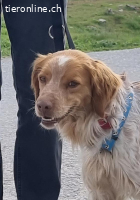 Flas, m./kastr., Alter: 02/2022, Größe: 47 cm