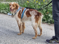 Flas, m./kastr., Alter: 02/2022, Größe: 47 cm