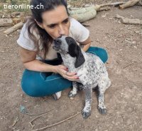 Flecha - sucht nun ein schönes Zuhause!