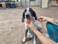 Flecha - sucht nun ein schönes Zuhause!