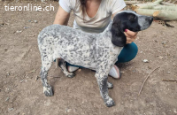 Flecha - sucht nun ein schönes Zuhause!