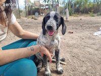 Flecha - sucht nun ein schönes Zuhause!