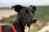 Flöckchen (ca. 1 Jahr) – Eine Freundin fürs Leben