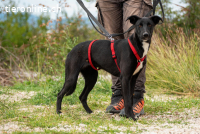 Flöckchen (ca. 1 Jahr) – Eine Freundin fürs Leben