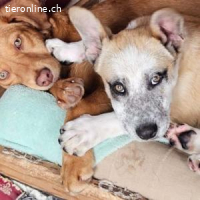 Flora - freundlich, fröhlich und neugierig