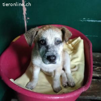 Flora - freundlich, fröhlich und neugierig