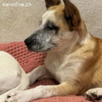 Flora - freundlich, fröhlich und neugierig