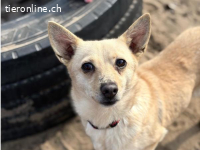 Florina, herzige, noch schüchterne Hündin