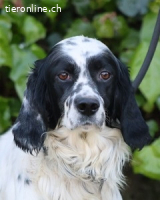 Fola - Hallo hübsche Setterina !