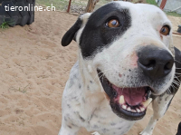 Foltos-5 , bezaubernde Hundedame