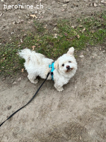 Fonsi sucht Gleichgesinnte (2 Jahre)