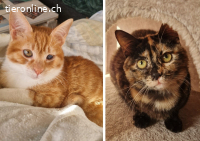 FOXY & CANELA - SIND SIE NICHT EIN UNWIEDERSTEHLICHES DUO ?